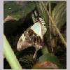 Papilio phorcas - Afrika - wien-a 01.jpg